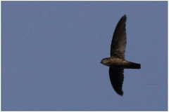 Aerodramus vanikorensis