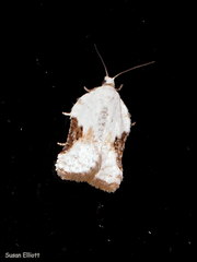 Acleris subnivana