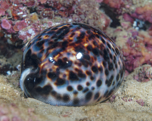 Cypraea tigris observed 2025-08-30