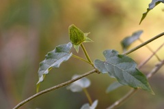 Gonolobus incerianus