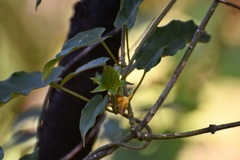 Gonolobus incerianus