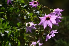 Dahlia imperialis
