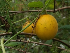 Cucumis melo dudaim