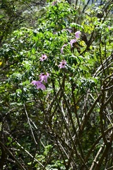 Dahlia imperialis