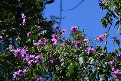 Dahlia imperialis