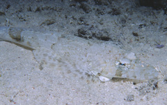 Thysanophrys chiltonae