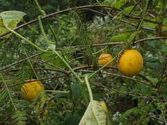 Cucumis melo dudaim