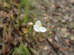 Libertia mooreae