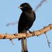 Southeastern Black Flycatcher - Photo (c) Cat Abbott, some rights reserved (CC BY-NC), uploaded by Cat Abbott