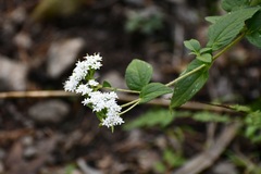 Stevia incognita