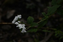 Stevia incognita