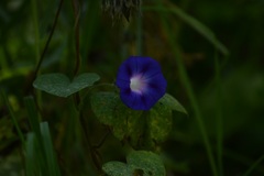 Ipomoea purpurea