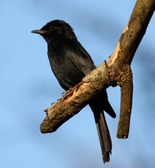 Melaenornis pammelaina