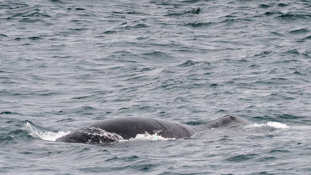 Broad dark back of a bowhead whale with no dorsal fin