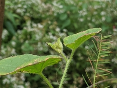 Cucumis melo dudaim