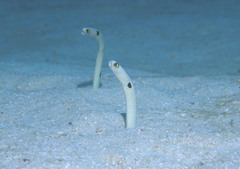 Heteroconger hassi