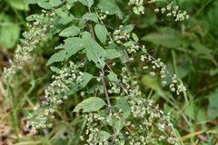 Hyptis urticoides