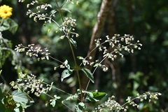 Hyptis urticoides
