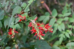 Salvia holwayi