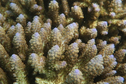 Acropora cerealis observed 2025-09-01