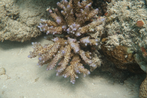 Acropora cerealis observed 2025-09-01