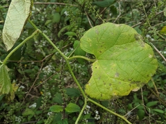 Cucumis melo dudaim