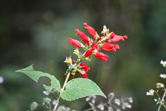 Salvia holwayi