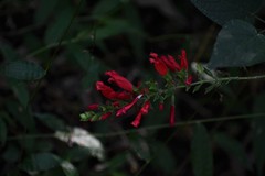 Salvia holwayi