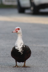 Cairina moschata domestica