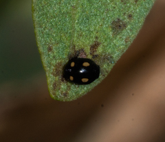 Hyperaspis quadrioculata