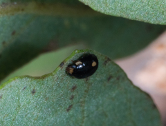 Hyperaspis quadrioculata