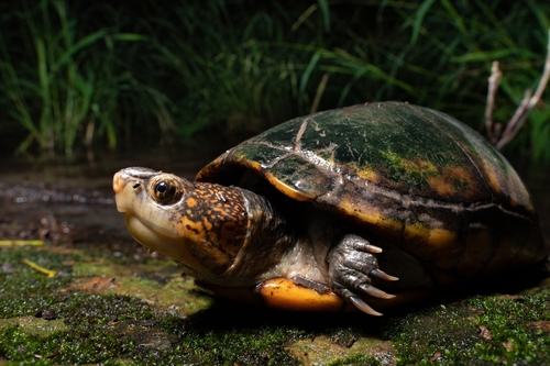 White-lipped Mud Turtle