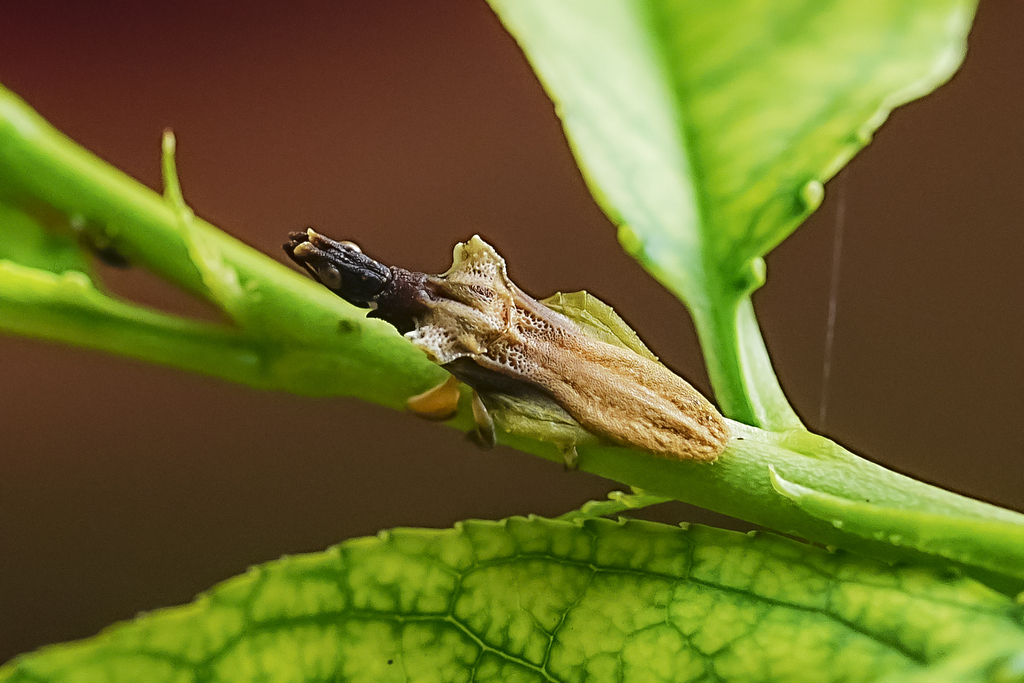 Glossopelta tridens