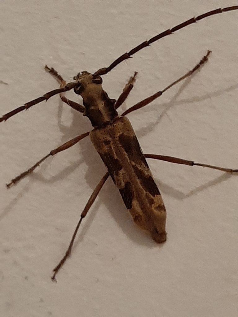 Mallocera