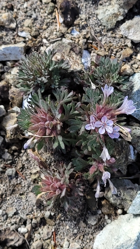 talus collomia (Collomia larsenii)