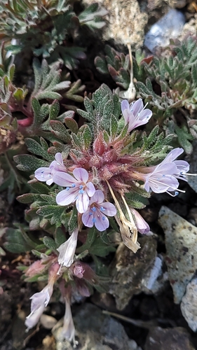 Collomia larsenii, photograph 6
