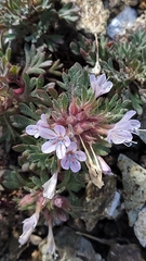 Collomia larsenii, photograph author not stated, no rights reserved