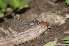 Coleonyx nemoralis