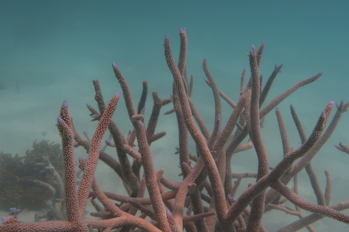 Acropora muricata observed 2025-09-01