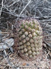 Mammillaria sheldonii