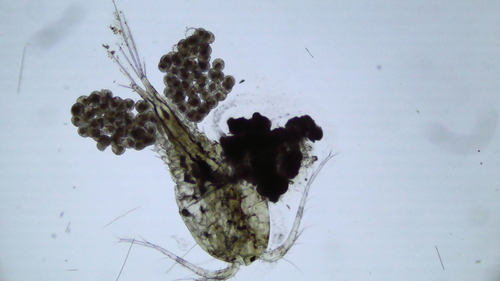 Macrocyclops distinctus