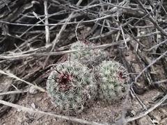 Mammillaria sheldonii