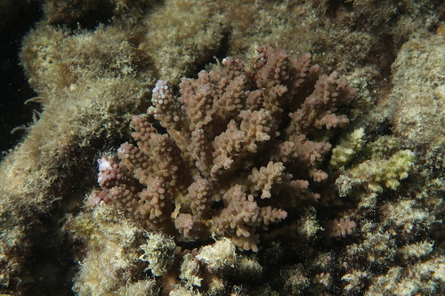 Acropora nasuta observed 2025-09-01