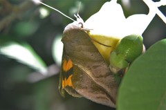 Eudocima serpentifera
