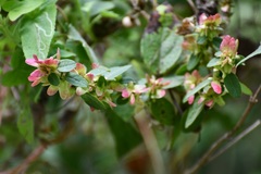 Gaudichaudia hexandra