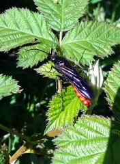 Elaphroptera