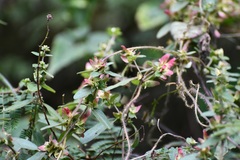 Gaudichaudia hexandra