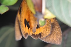 Eudocima serpentifera