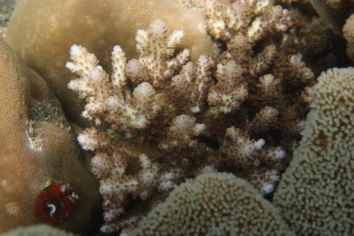 Acropora nasuta observed 2025-09-01