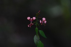 Lopezia hirsuta